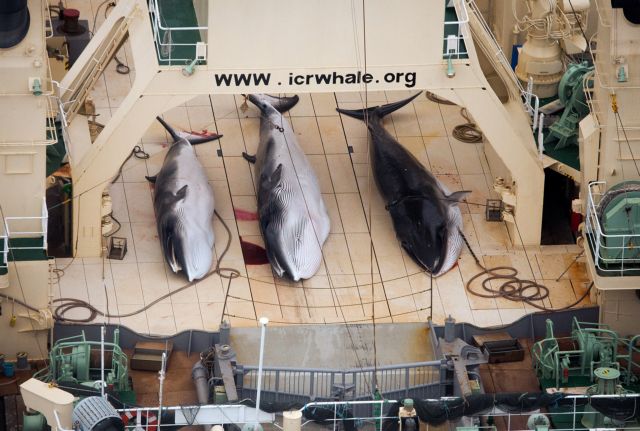 Το Διεθνές Δικαστήριο απαγορεύει το ιαπωνικό πρόγραμμα φαλαινοθηρίας